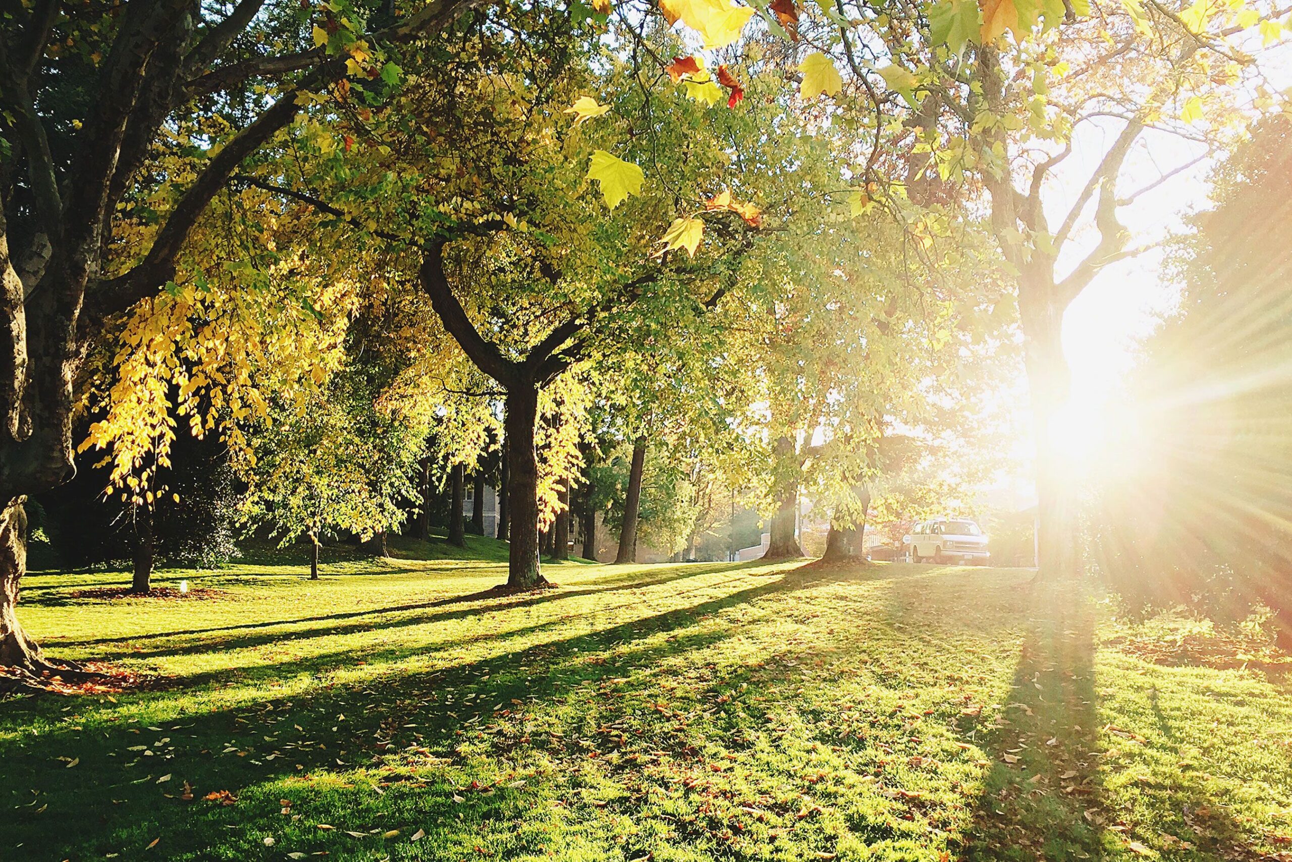 planting-trees-paramount-fencing