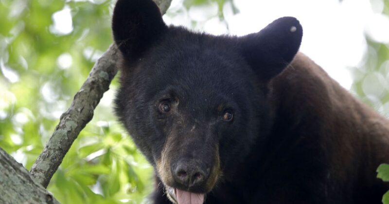 Living in Harmony with Black Bears in Central Florida